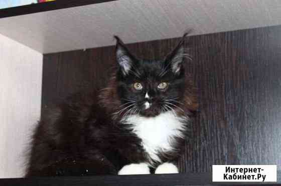 Котята мейн кун Санкт-Петербург