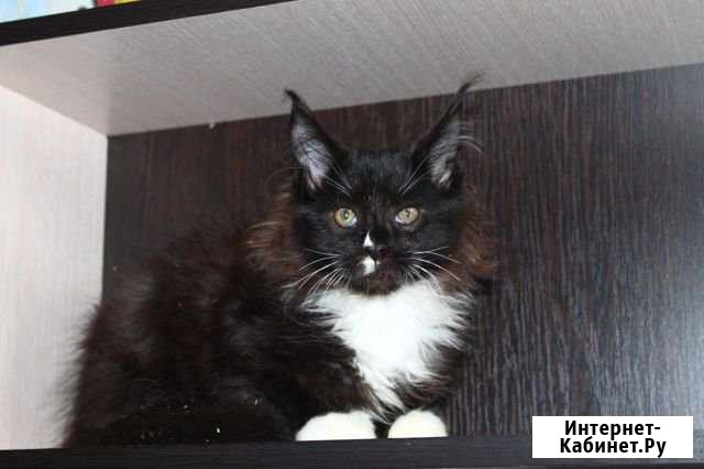 Котята мейн кун Санкт-Петербург - изображение 1