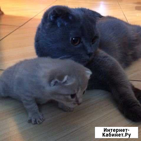 Зара Селятино - изображение 1