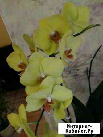 Орхидея фаленопсис Владимир