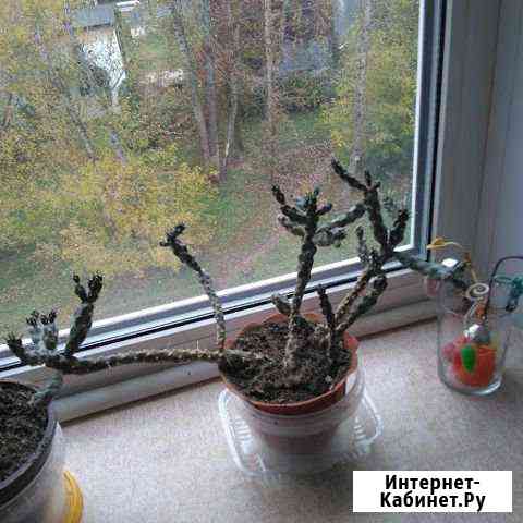 Опунция Парри Калуга