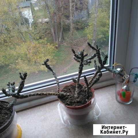 Опунция Парри Калуга - изображение 1