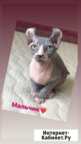 Котята Иркутск - изображение 1