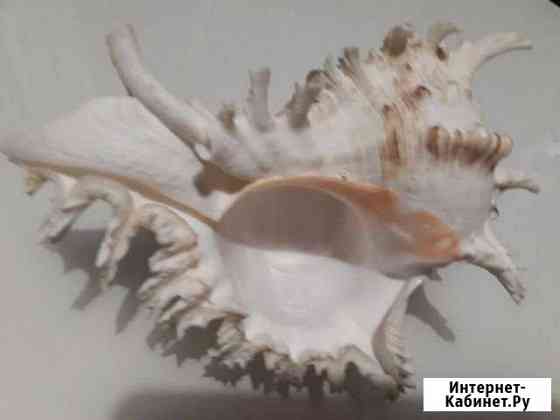 Ракушка Большая Волгоград