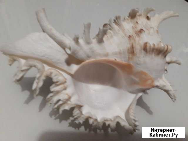 Ракушка Большая Волгоград - изображение 1