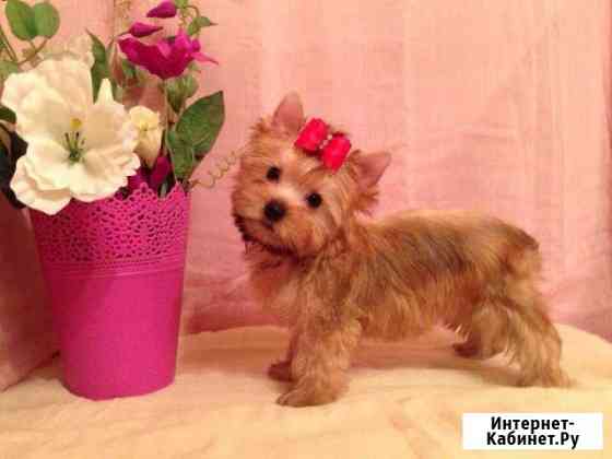 Золотые и шоко щеночки мини Москва