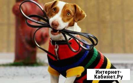 Погуляю с вашим питомцем Выборг - изображение 1