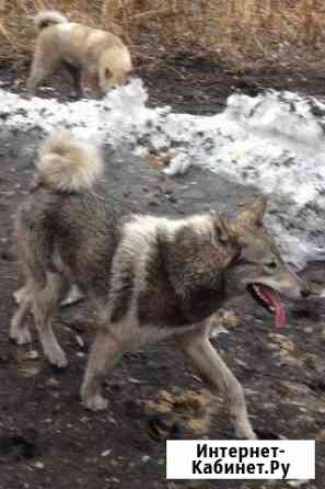 Продам суку зслайки Барнаул