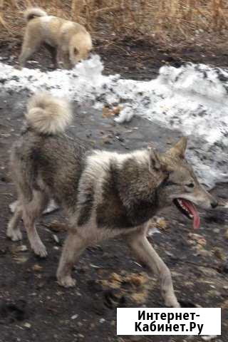 Продам суку зслайки Барнаул - изображение 1