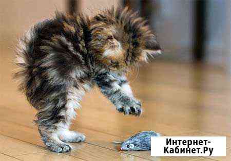Котята Бугульма