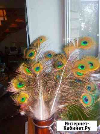Павлинье перо Брянск