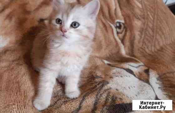 Котенок шотландский Первоуральск