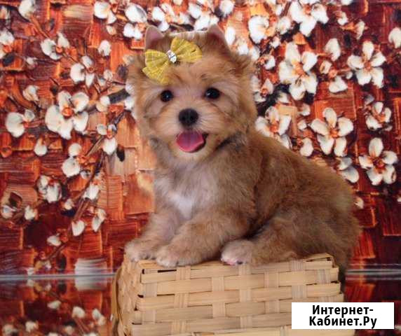 Яркая золотая мини девочка Москва - изображение 1