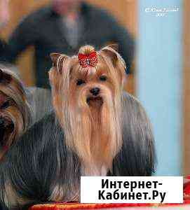 Племенной кобель.Вязка. 1.8кг. Чемпион России Сочи