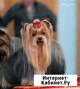 Племенной кобель.Вязка. 1.8кг. Чемпион России Сочи - изображение 1