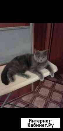 Шотландская кошка Кемерово