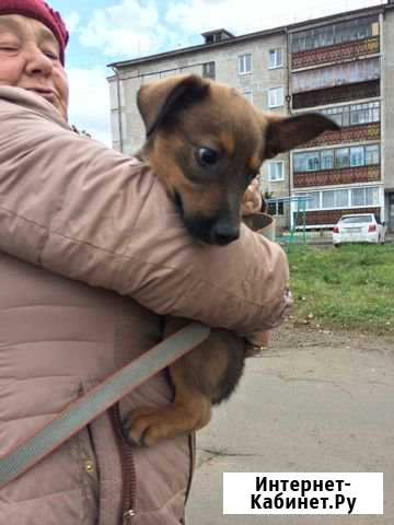Щенок в добрые руки Братск - изображение 1
