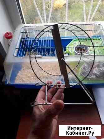 Колесо без белки для хомяков, мышей (не для людей) Нижний Новгород