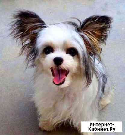 Китайчата Санкт-Петербург