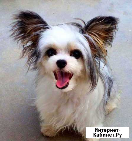 Китайчата Санкт-Петербург - изображение 1