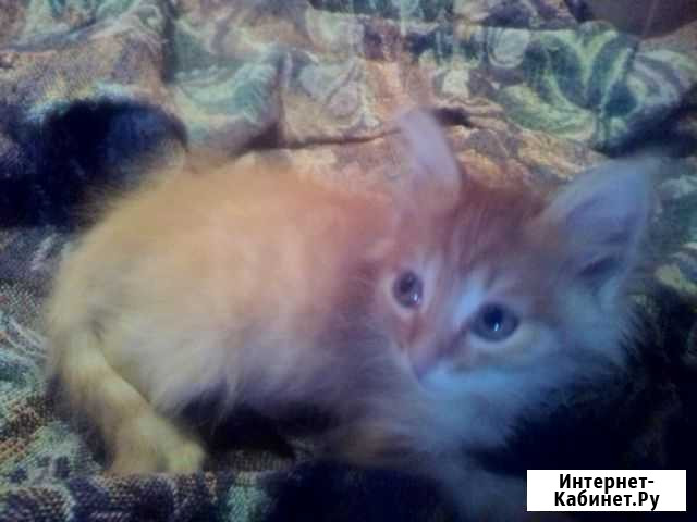Котята в добрые руки Обь - изображение 1