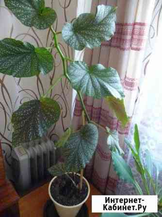 Бегония крапчатая (ухо Наполеона), крупная Калуга