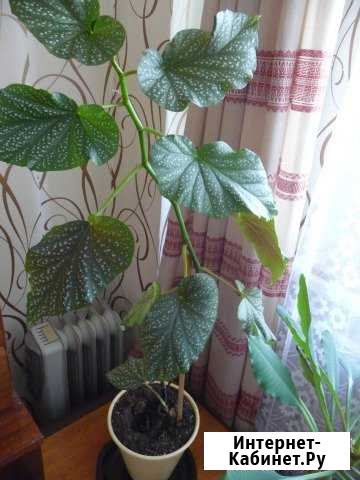 Бегония крапчатая (ухо Наполеона), крупная Калуга - изображение 1