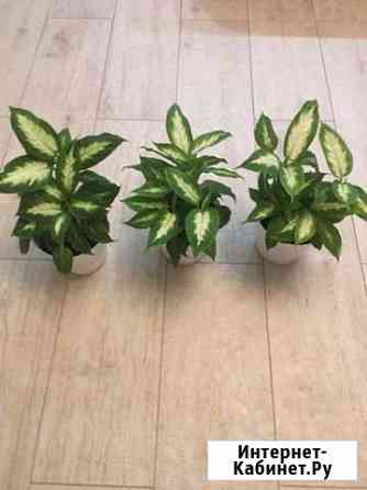 Диффенбахия Краснодар