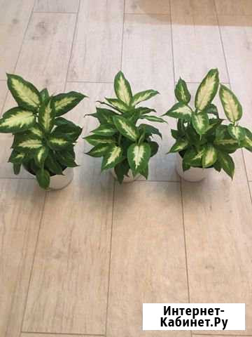 Диффенбахия Краснодар - изображение 1