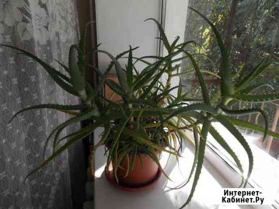 Продам растение Алоэ Хабаровск