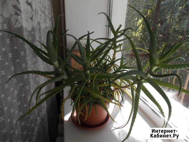 Продам растение Алоэ Хабаровск - изображение 1