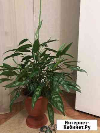 Цветок Кемерово