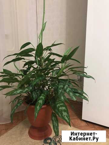 Цветок Кемерово - изображение 1