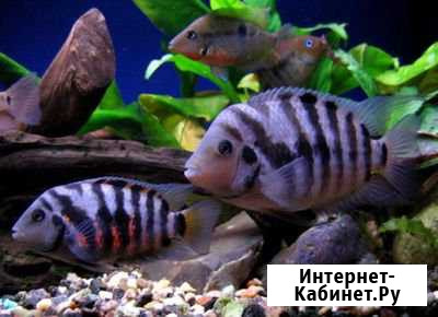 Цихлиды Петрозаводск - изображение 1