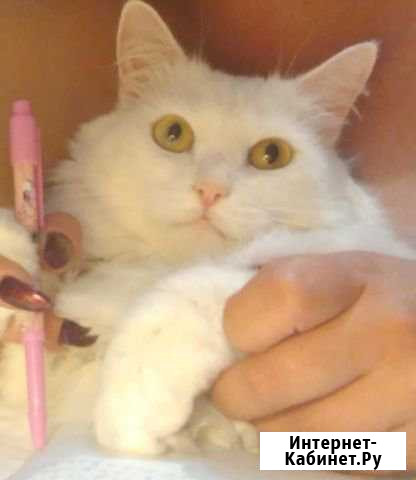 Котик Бийск - изображение 1