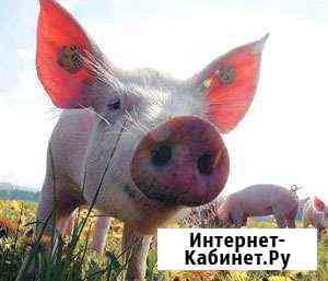 Свинина домашняя Чебаркуль