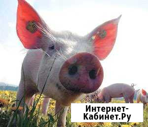 Свинина домашняя Чебаркуль - изображение 1