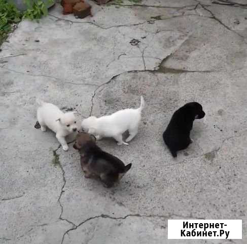 Щенки Бийск - изображение 1