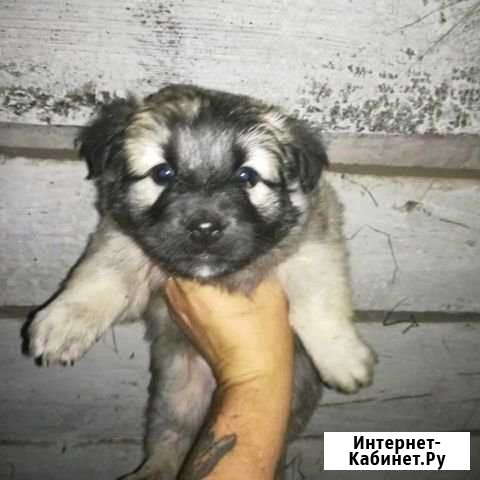 Щенок ждёт хозяина Бийск - изображение 1