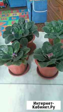 Фиалка Петропавловск-Камчатский