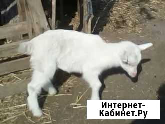 Козочка, 4 месяца Ишим - изображение 1