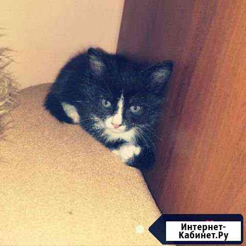 Прелестный котенок Череповец