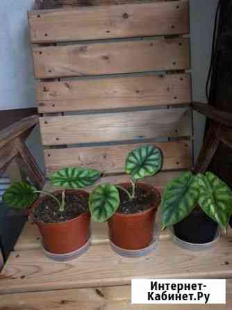 Алоказия чешуя (шкура) дракона Новосибирск