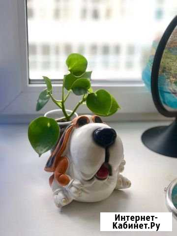 Большая копилка Собака Курган - изображение 1