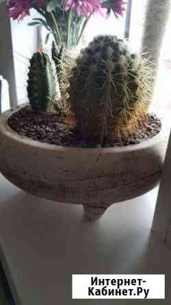 Кактусы в керамическом горшке 1 Абакан