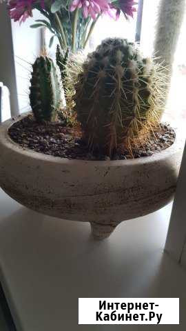Кактусы в керамическом горшке 1 Абакан - изображение 1