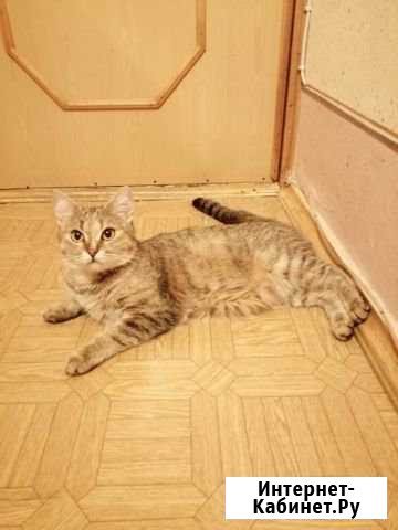 Котики в добрые руки наполовину британцы наполовин Михайловка - изображение 1