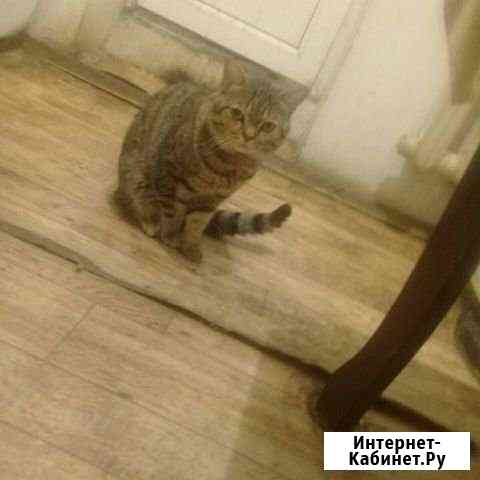 Кот ищеть кошку взьяку будеть бесплатно Грозный