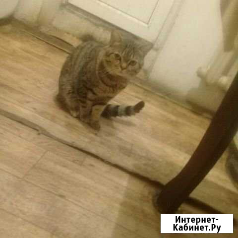 Кот ищеть кошку взьяку будеть бесплатно Грозный - изображение 1