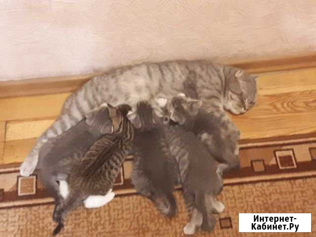Шотландские котята Новоивановское - изображение 1